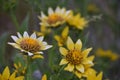 Balsamorhiza Balsam Root Daisies showing sporty petals, a hybridization gift from pollinators