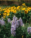 Balsamoriza sagitta and Multileaf lupine (Lupinus polyphyllus) blooms in a lush green field