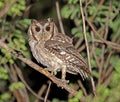 Balsasschreeuwuil, Balsas Screech-Owl, Megascops seductus Royalty Free Stock Photo