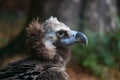 Balt vulture Royalty Free Stock Photo