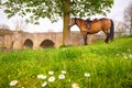 Bridge in the Tauber Valley with Horse Royalty Free Stock Photo