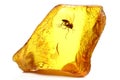 Baltic amber