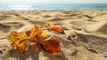 Baltic luxury amber jewelry on the beach