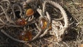 Baltic amber pendants lie on a rough natural twisted rope on dry grass