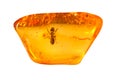 Baltic Amber Stone.