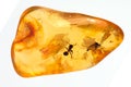 Baltic amber stone. Royalty Free Stock Photo