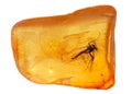 Baltic amber stone. Royalty Free Stock Photo