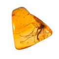 Baltic amber stone. Royalty Free Stock Photo