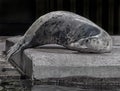 Baltic grey seal on the stone 1