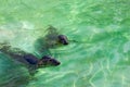 Baltic grey seals Halichoerus grypus macrorhynchus Royalty Free Stock Photo