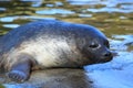 Baltic ringed seal Royalty Free Stock Photo