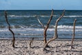 Baltic sea coast on Darss