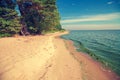 Pine forest on the beach Royalty Free Stock Photo