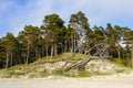Baltic sea coast in spring, pine forest with trees broken by storms