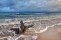 Baltic sea coast with wooden stump Royalty Free Stock Photo