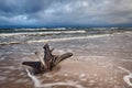 Baltic sea coast with wooden stump Royalty Free Stock Photo