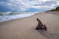 Baltic sea coast with wooden stump Royalty Free Stock Photo