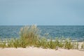 Baltic sea. Grass in wind at sandy beach Stogi, Gdansk