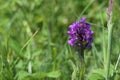 Baltic sea marsh orchid Dactylorhiza curvifolia, rare wildflower with purple inflorescence growing in the grass of a wetland