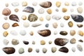Baltic Sea shells Royalty Free Stock Photo
