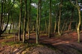 Baltic Sea shore wooded cliff Royalty Free Stock Photo