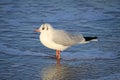 Baltic sea in the winter in Poland - closeup photo of seagull standing in the sea water