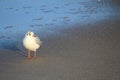 Baltic sea in the winter in Poland - closeup photo of seagull standing in the sea water