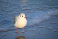 Baltic sea in the winter season in Poland - seagull standing in the sea water