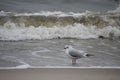 Baltic sea in the winter season in Poland - a single seagull standing in the sea water