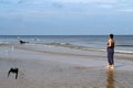 Baltic sea, woman walking along the beach and feeding white g