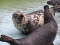 Baltic seals Royalty Free Stock Photo