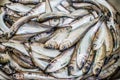 Baltic sprats Royalty Free Stock Photo