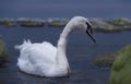 Baltic swan at dusk