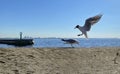 Baltic  Tallinn Blue sky sea  wave  water splash seagull on sky  on front and boat  summer day sun beam  seascape Royalty Free Stock Photo