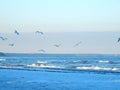 Baltic winter sea with flying seagulls and snow on the shore