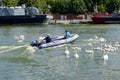 BALTIISK, RUSSIA. An inflatable motor boat with people floats past a flock of mute swans in the Baltic Strait.