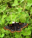 Baltimore Checkerspot Butterfly on grass wildflower Royalty Free Stock Photo