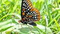 Baltimore Checkerspot Butterfly Royalty Free Stock Photo