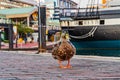 Baltimore, Maryland, US - September 4, 2019 View of Baltimore Harbor duck with USS Constellation Ship and office buildings Royalty Free Stock Photo