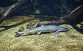 Atlantic Sturgeon Fish on Display at the National Aquarium in Baltimore