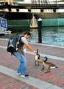 Baltimore, MD: Man Feeding Canada Geese Royalty Free Stock Photo