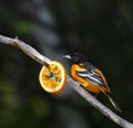 Baltimore oriole