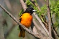 Baltimore Oriole