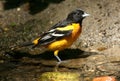 Baltimore Oriole