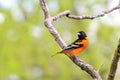 Baltimore Oriole - Beauty of Gold