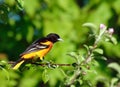 Baltimore Oriole bird