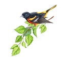 Baltimore oriole bird on a tree branch. Watercolor illustration. Hand drawn realistic wildlife nature element. Oriole