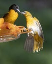 Baltimore Orioles Breeding Pair Kissing At Feeder