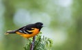 Baltimore Oriole female perched on branch soft green background
