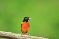 Baltimore Oriole - Golden Beauty